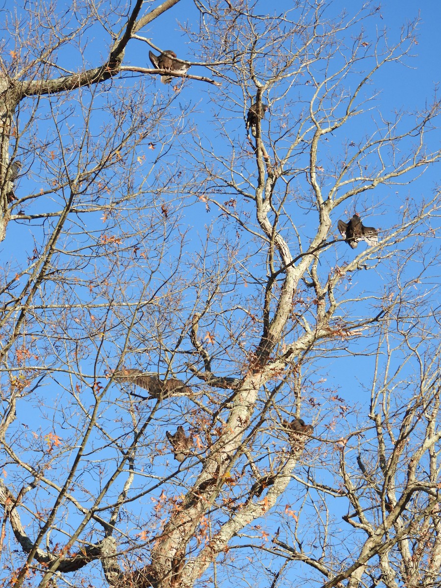 Turkey Vulture - ML611020096