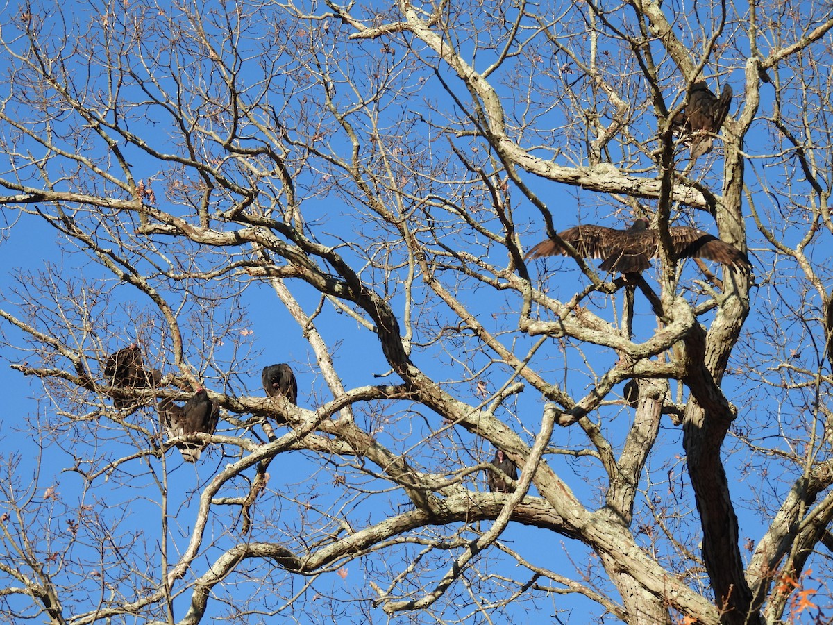 Turkey Vulture - ML611020111