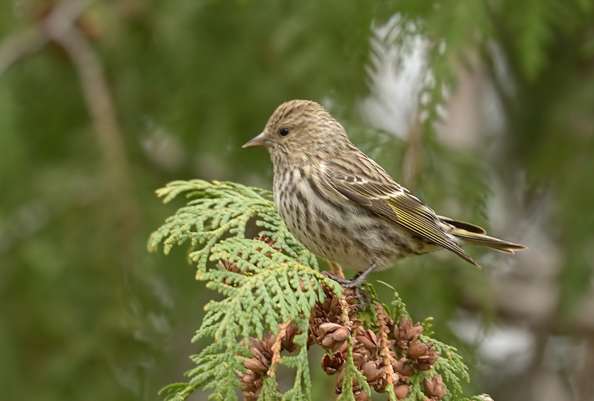 Pine Siskin - ML611020236