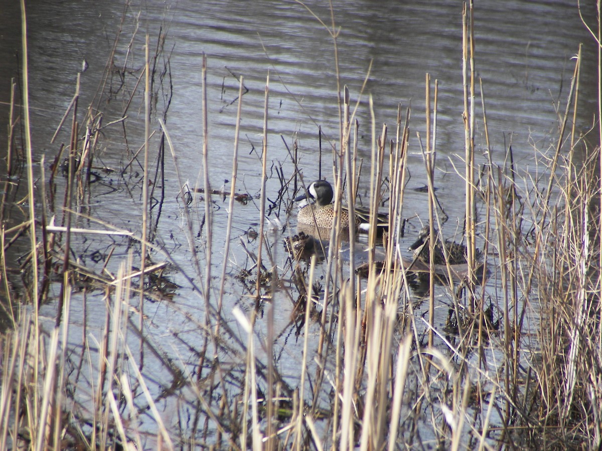 Blue-winged Teal - ML611020253