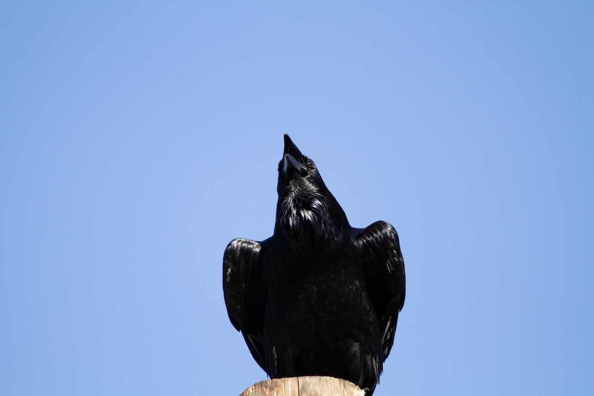 Common Raven - Levi Rehberg