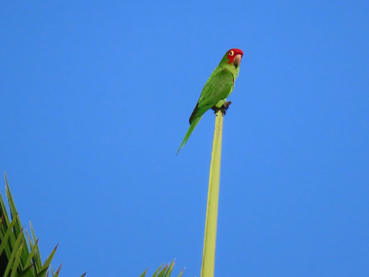 Mitred/Red-masked Parakeet - ML611020395