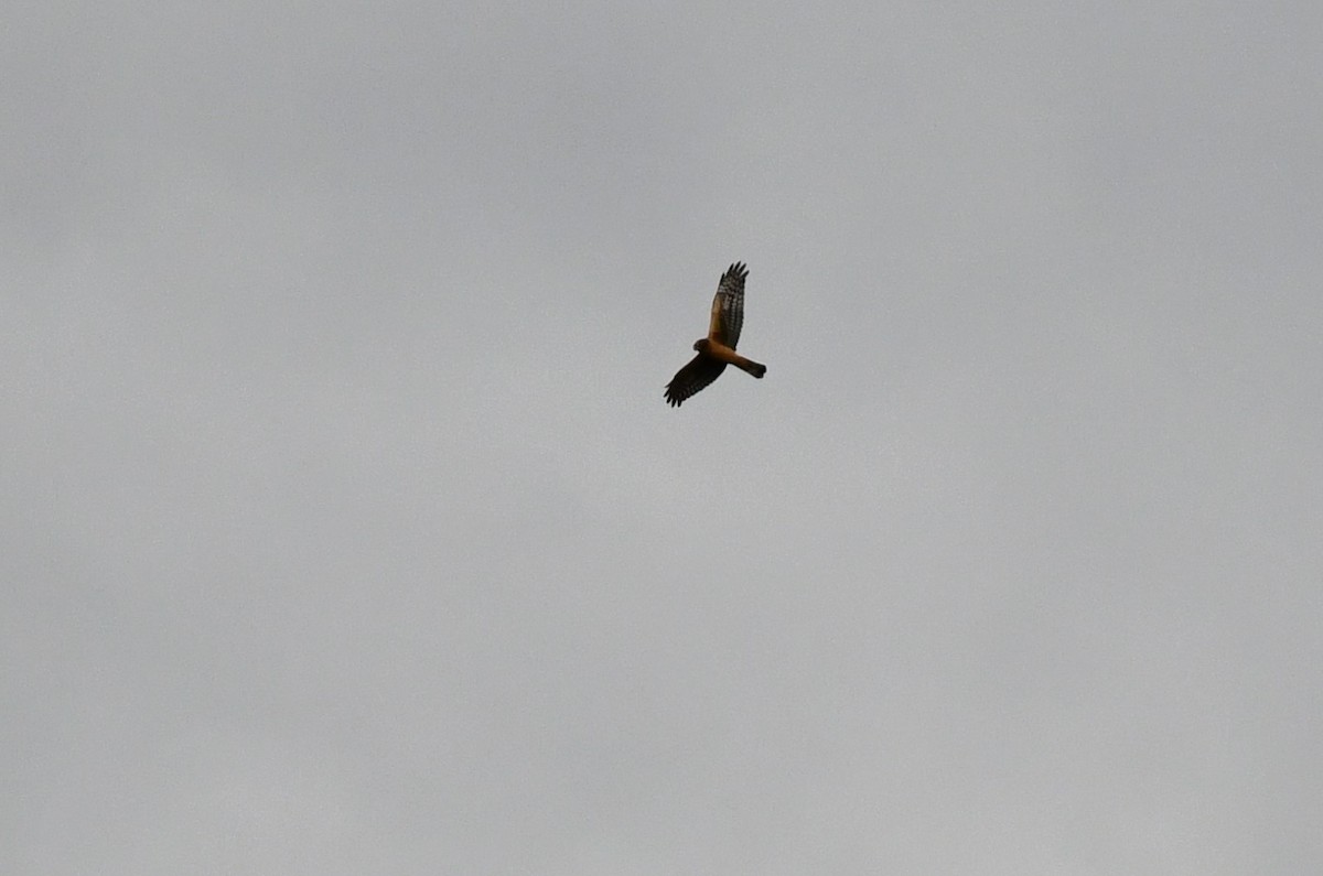 Northern Harrier - ML611020423