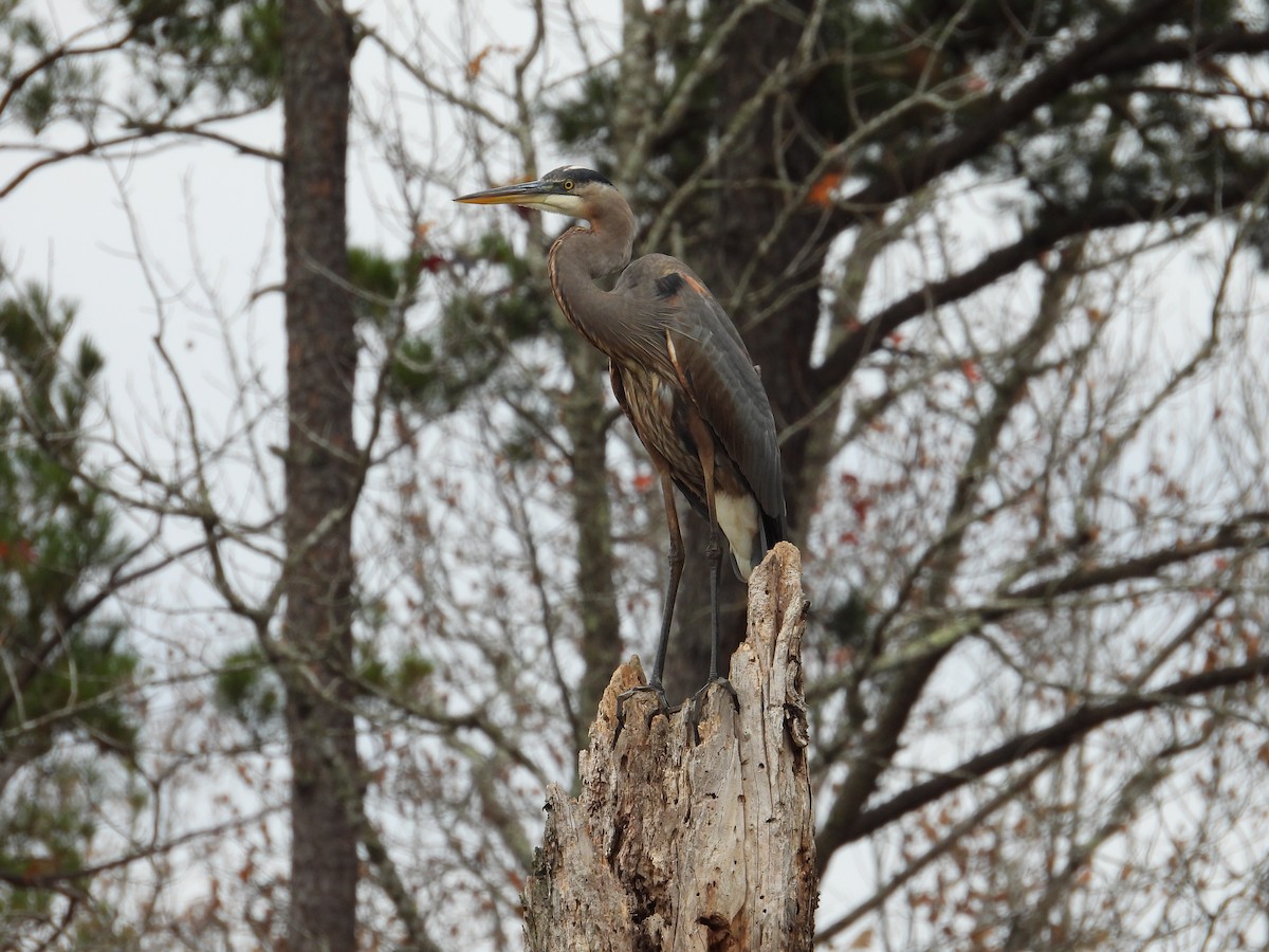 Great Blue Heron - ML611020474