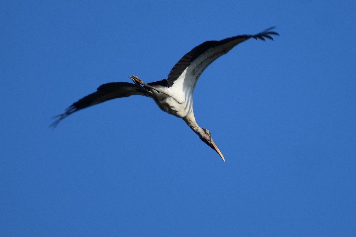 Wood Stork - ML611020481