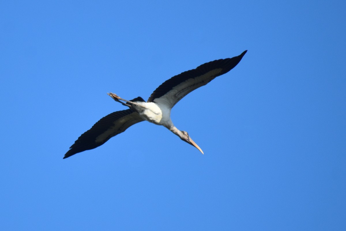 Wood Stork - ML611020483