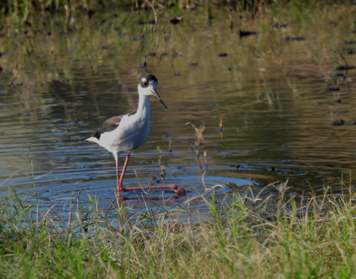 Black-necked Stilt - ML611020504