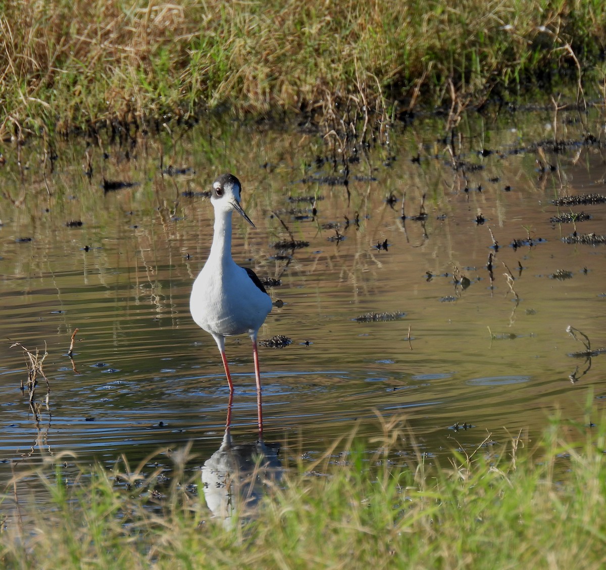 Black-necked Stilt - ML611020505