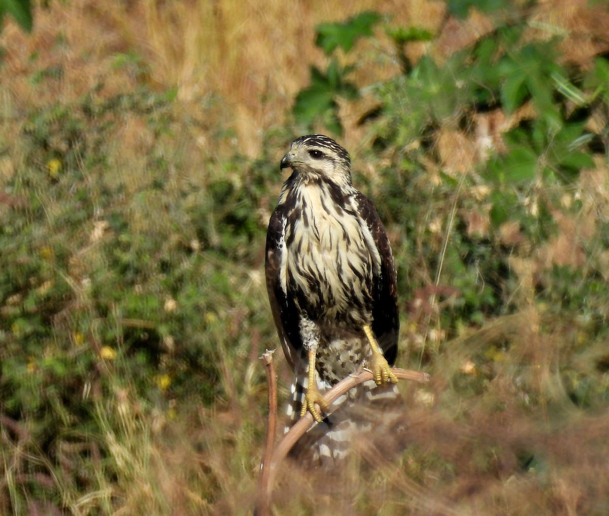 Common Black Hawk - ML611020564