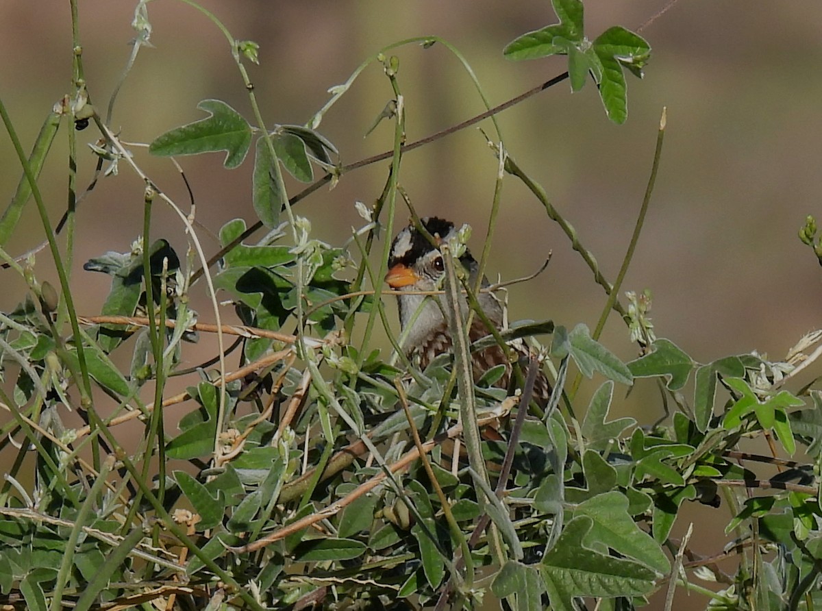 White-crowned Sparrow - ML611020602