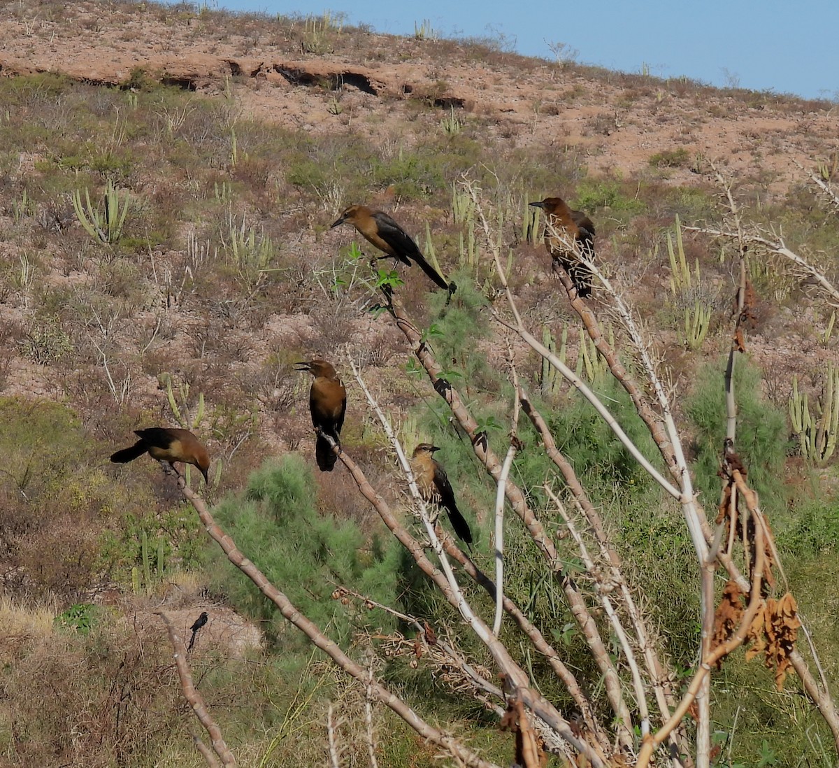 Great-tailed Grackle - ML611020620