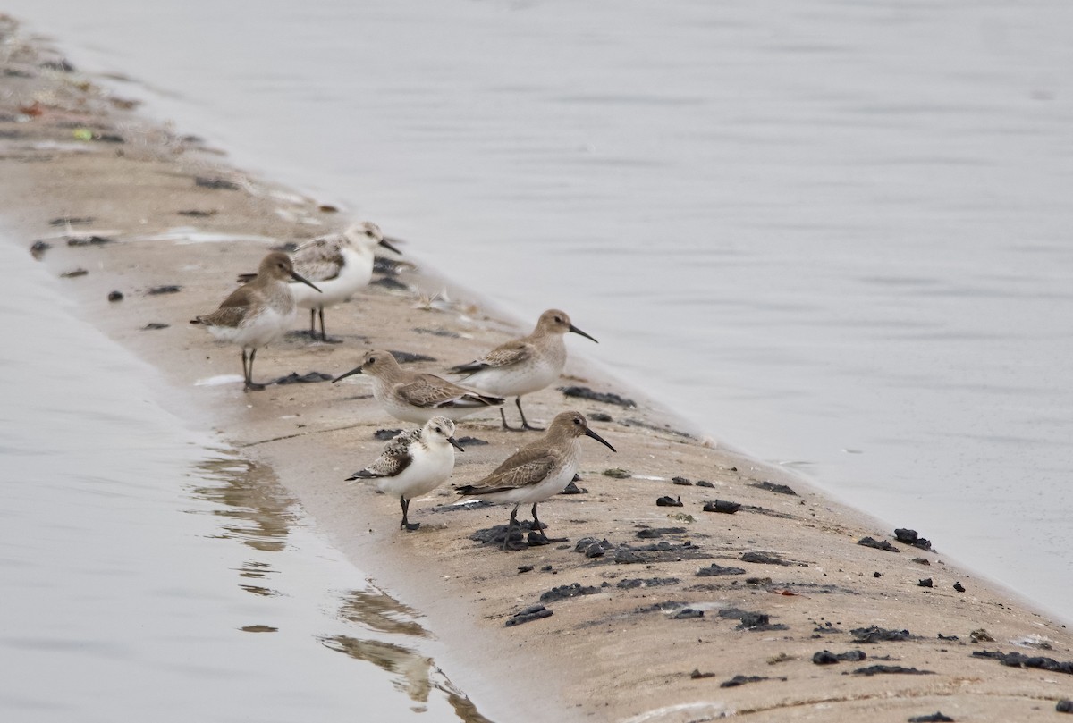 Dunlin - ML611020657