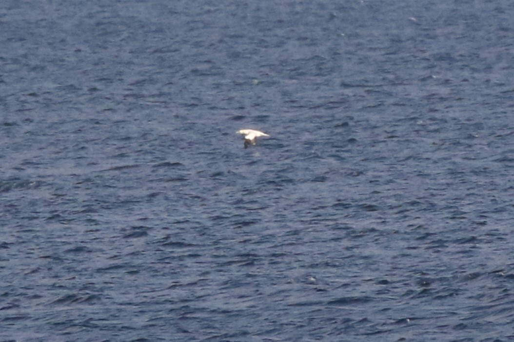 Northern Gannet - ML611020662