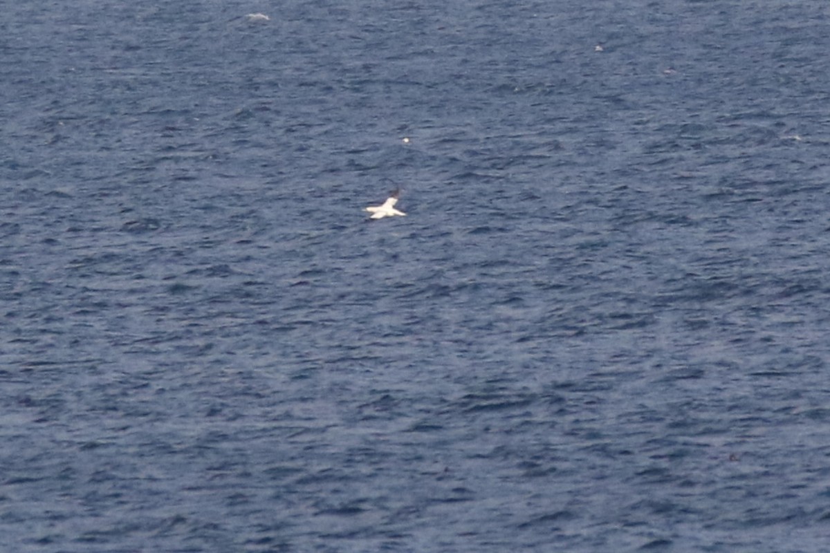 Northern Gannet - ML611020663