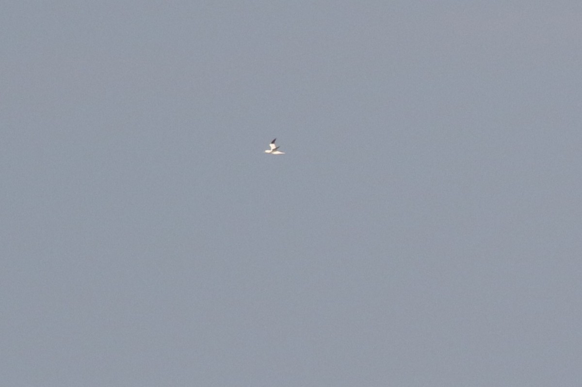 Northern Gannet - ML611020664