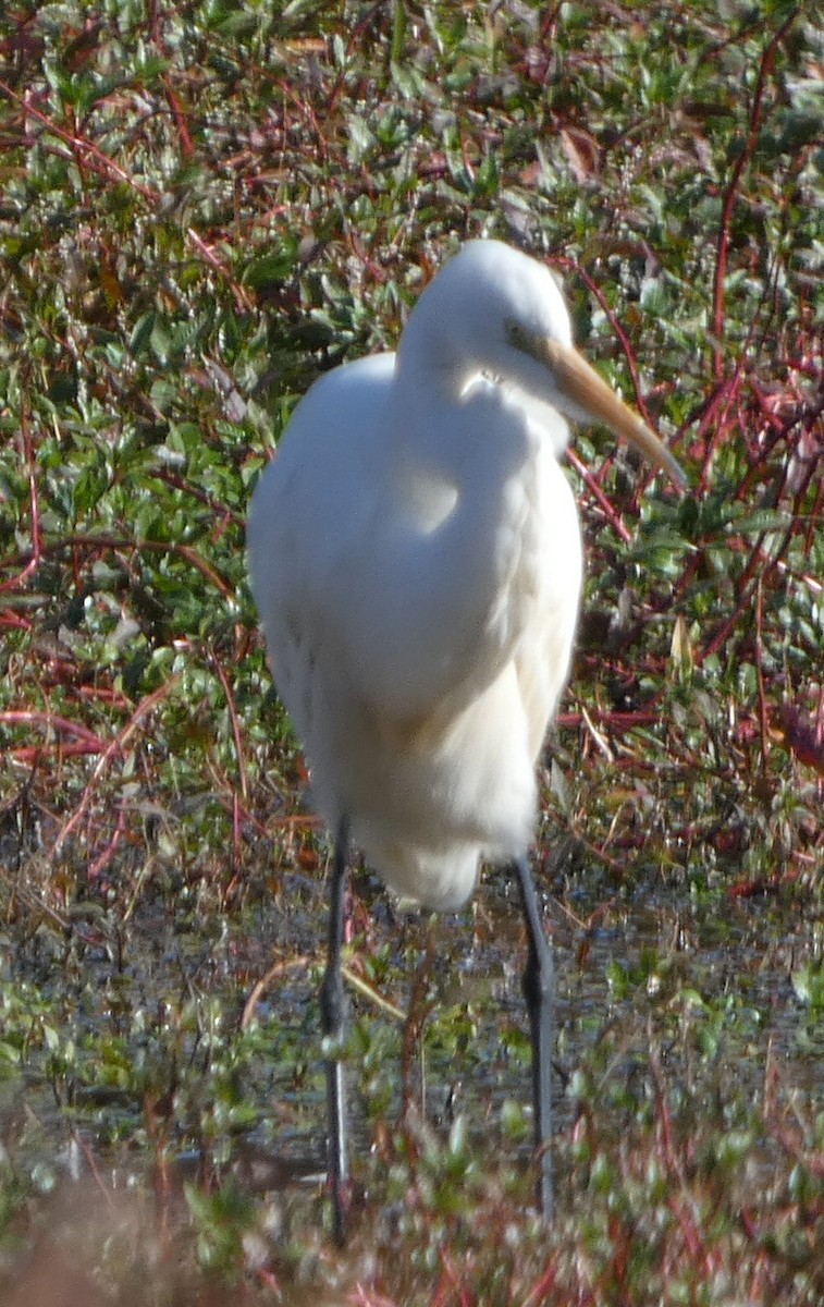 Great Egret - ML611020708