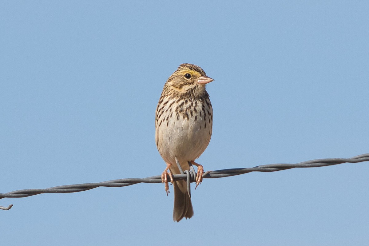 Savannah Sparrow - Kevin Thomas