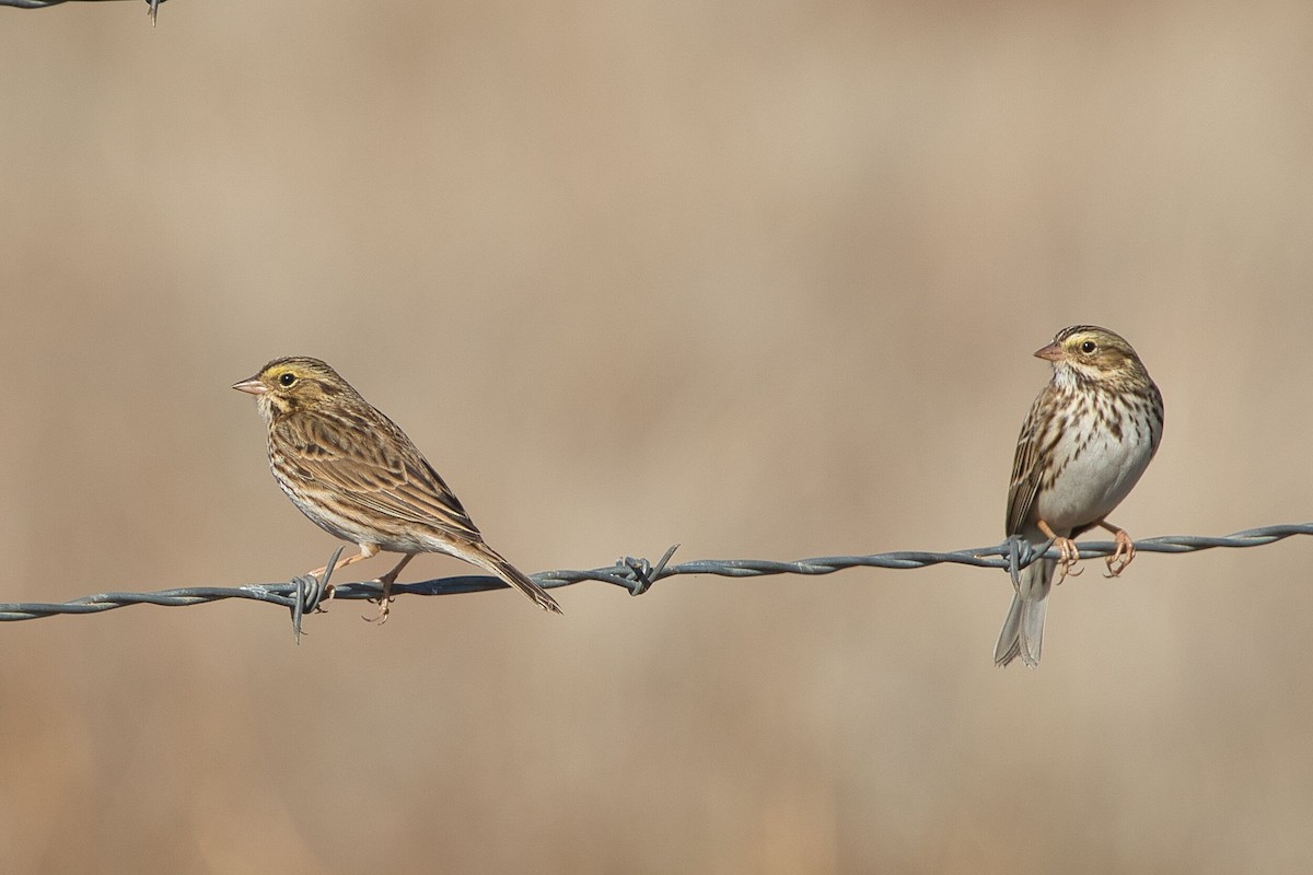 Savannah Sparrow - ML611020772