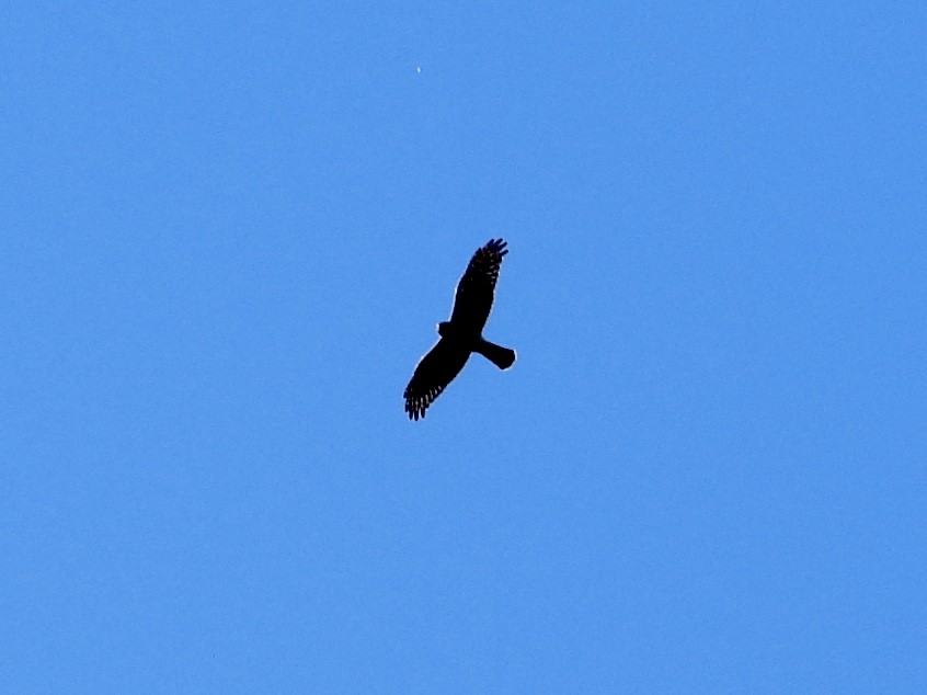 Northern Harrier - ML611020781