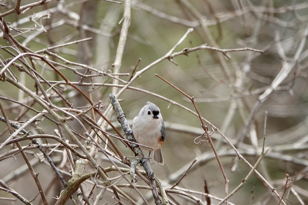 Tufted Titmouse - ML611020909