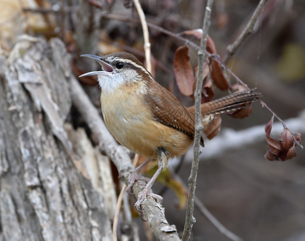 Carolina Wren - Claudia Nielson