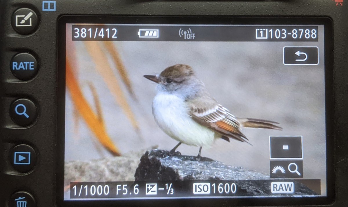 Ash-throated Flycatcher - ML611020940