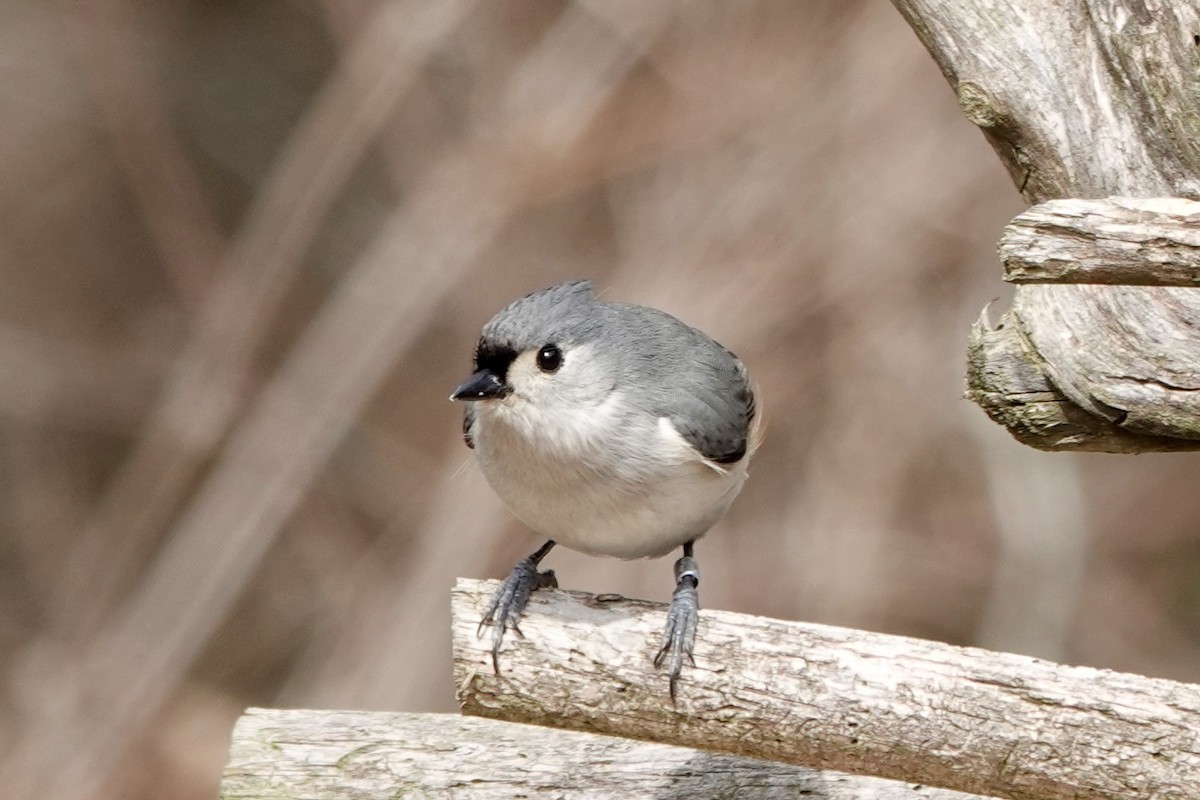 Tufted Titmouse - ML611020964