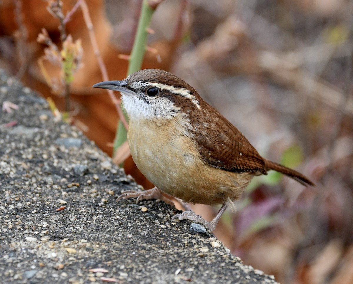 Carolina Wren - Claudia Nielson