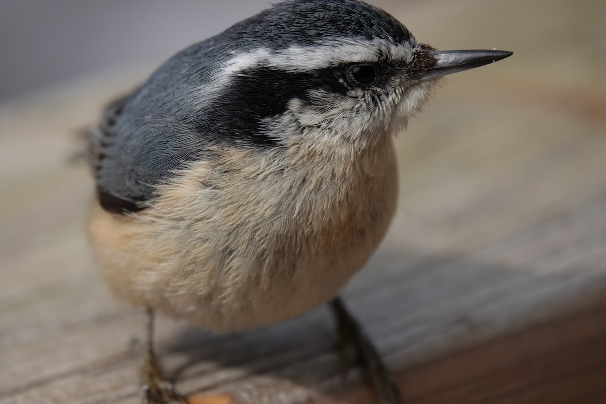 Red-breasted Nuthatch - ML611021027