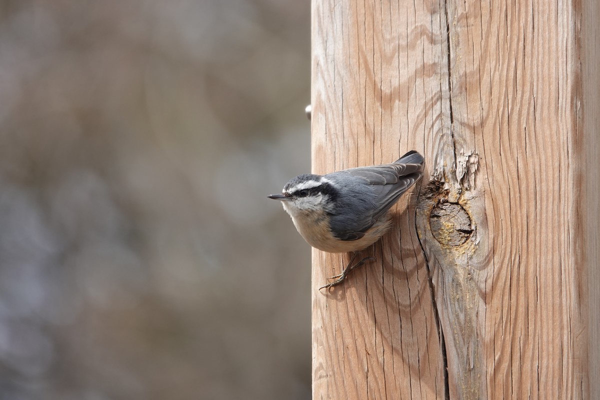 Red-breasted Nuthatch - ML611021034