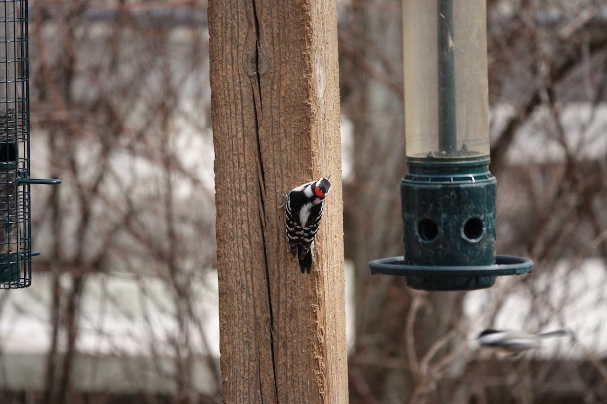 Downy Woodpecker - ML611021068