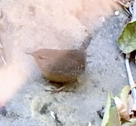 Pacific Wren - ML611021074