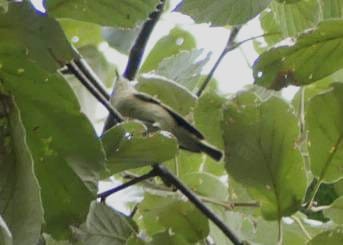 Warbling Vireo - Arturo Duarte Murillo