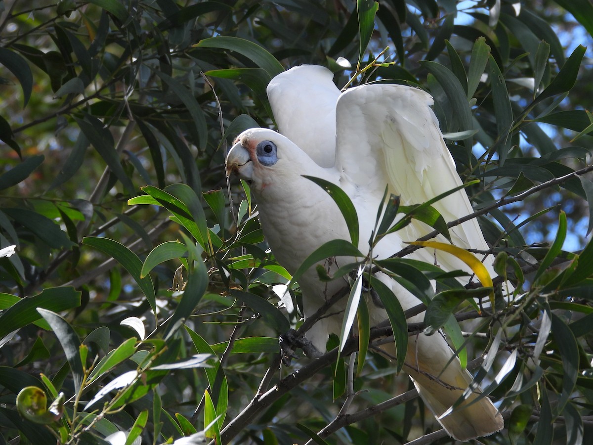 Little Corella - ML611021166