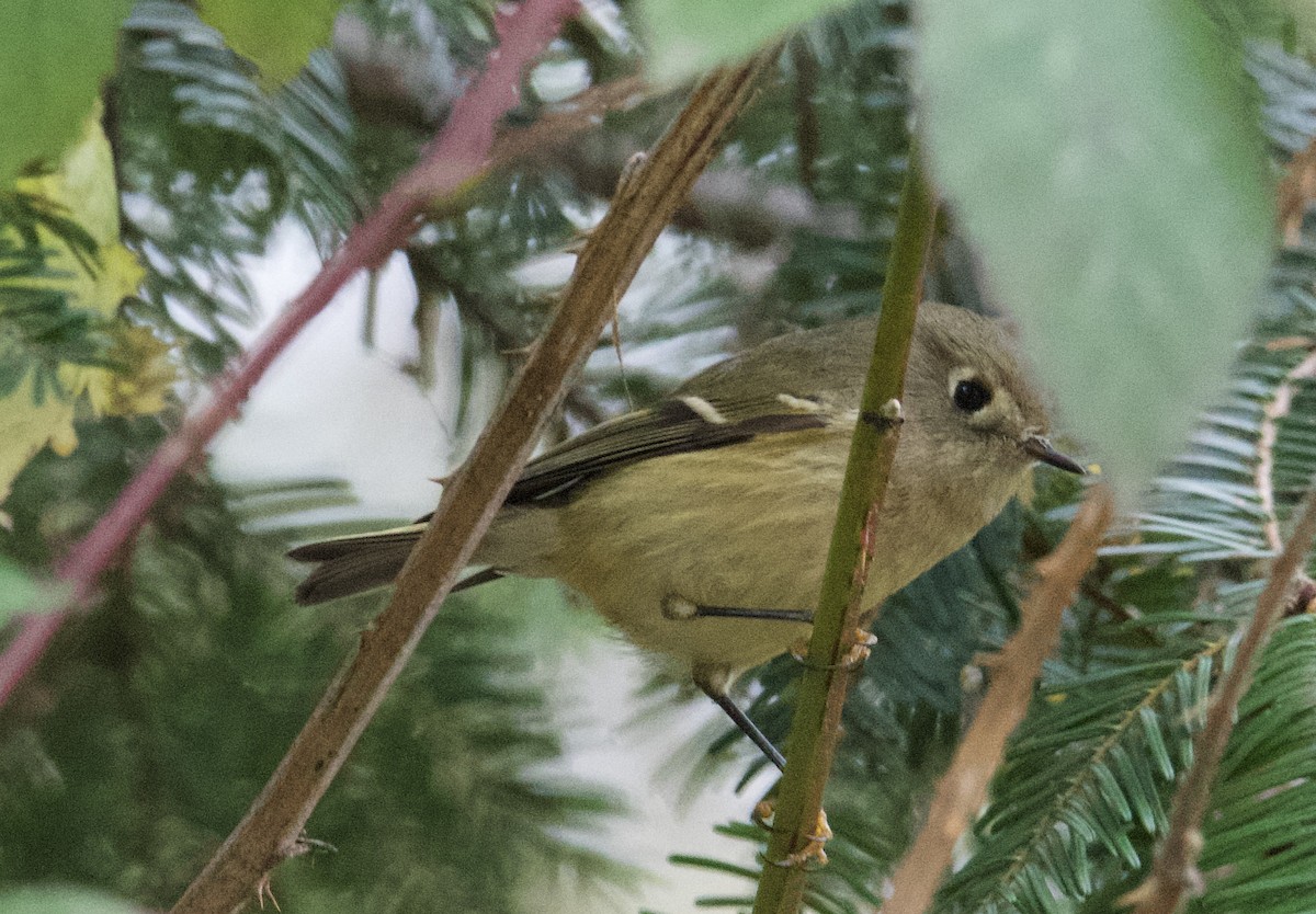 Ruby-crowned Kinglet - ML611021184