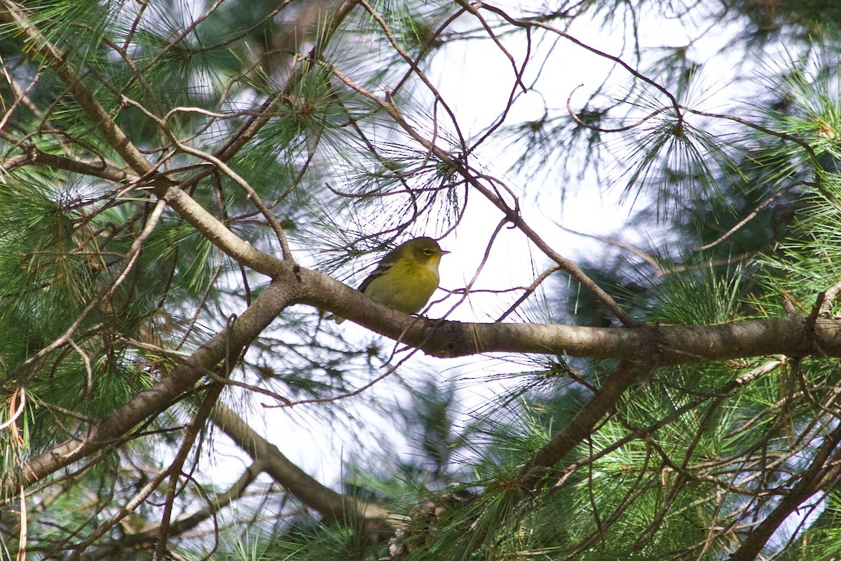 Pine Warbler - Loyan Beausoleil