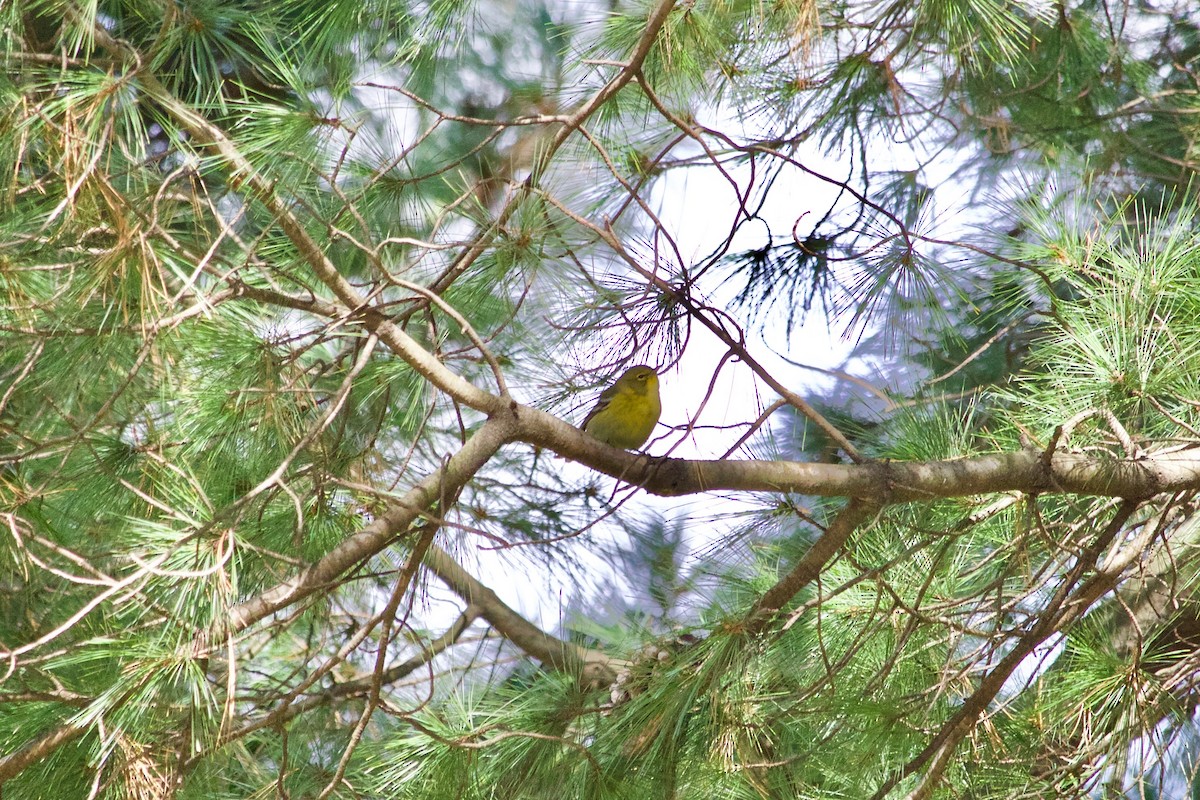 Pine Warbler - Loyan Beausoleil