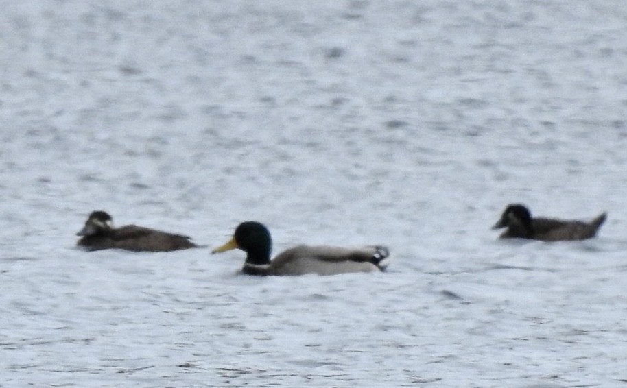 Surf Scoter - ML611021354