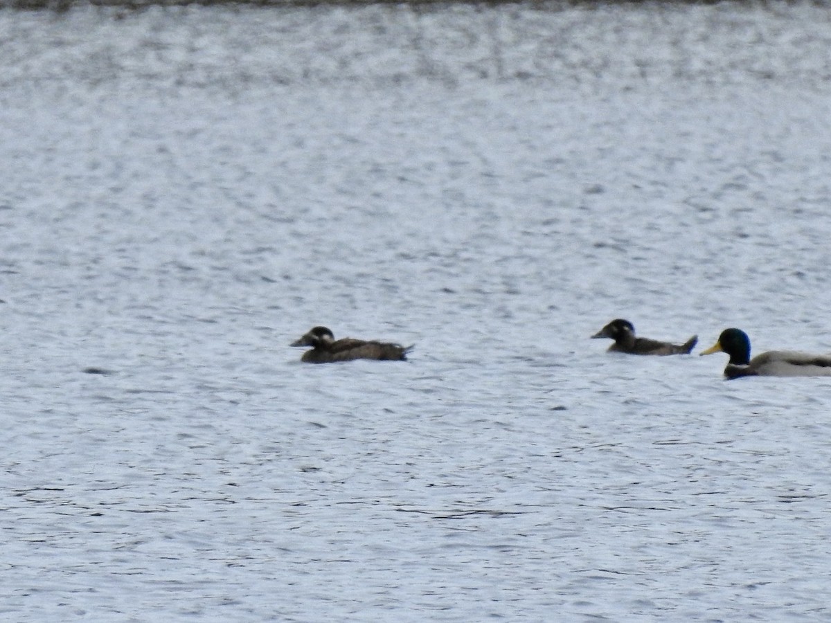 Surf Scoter - ML611021355