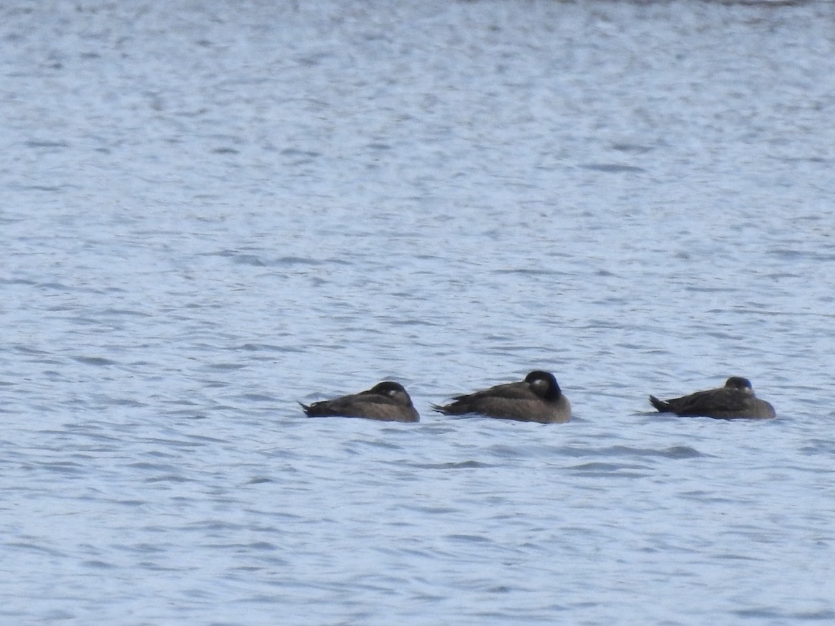 Surf Scoter - ML611021356