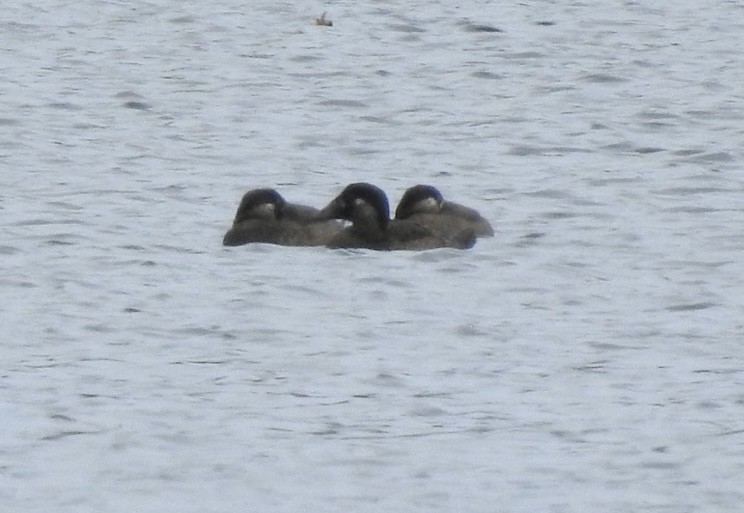 Surf Scoter - ML611021357