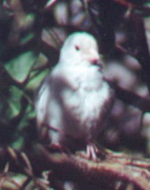 Blue Grosbeak - ML61102141