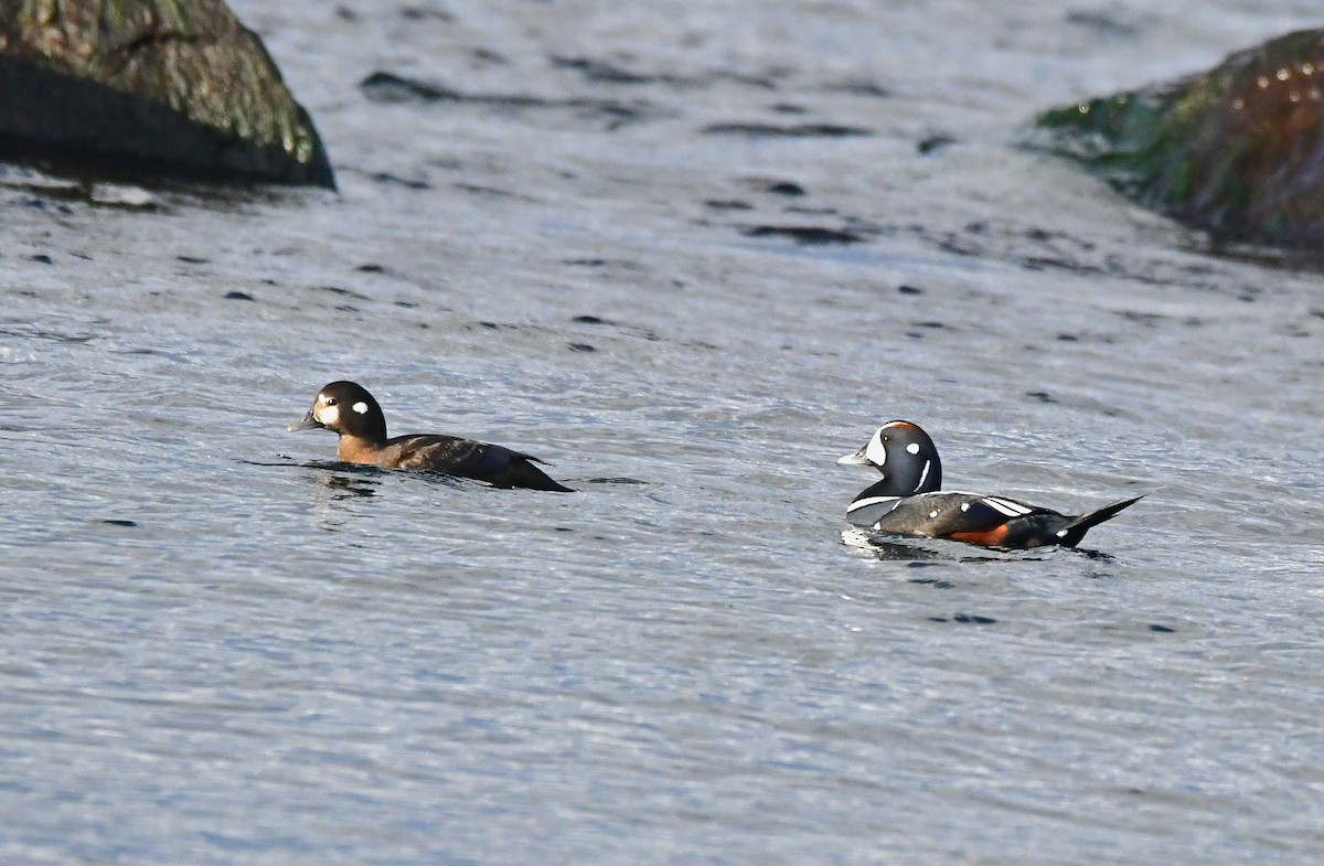 Harlequin Duck - ML611021452