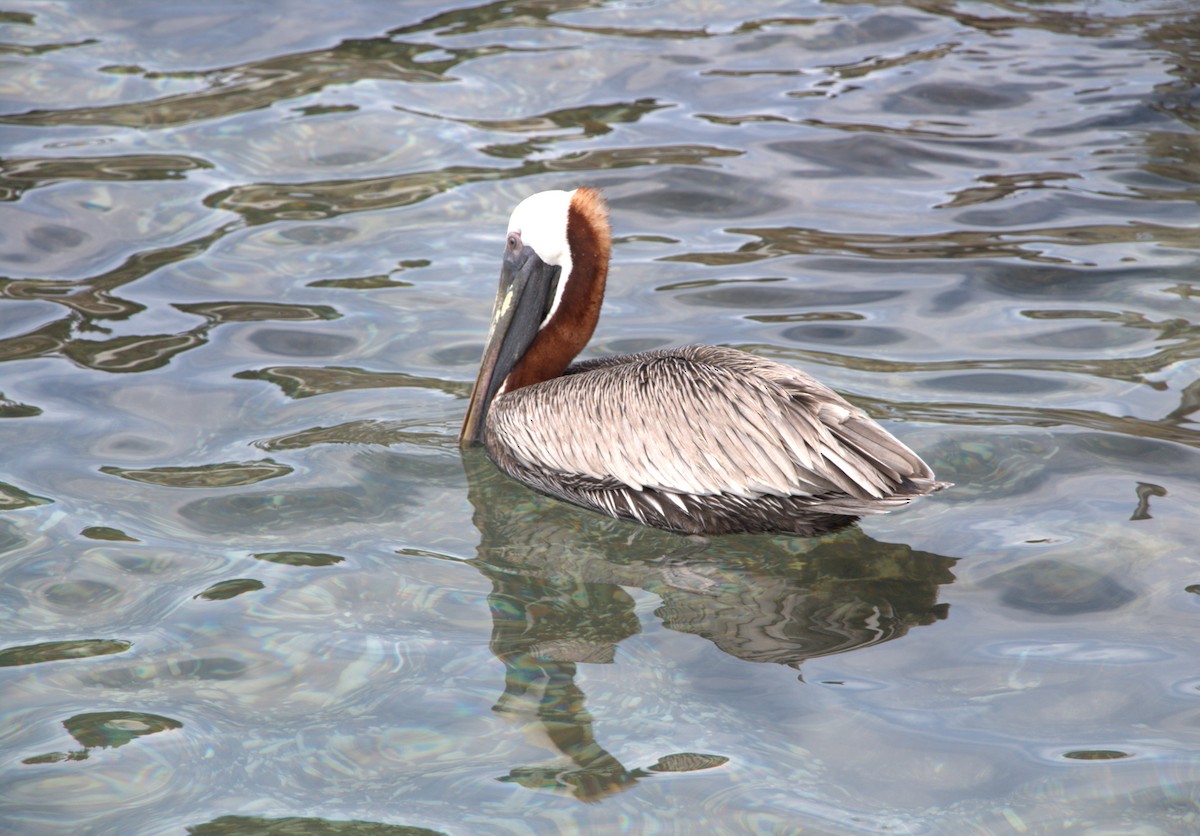 pelikán hnědý - ML611021466