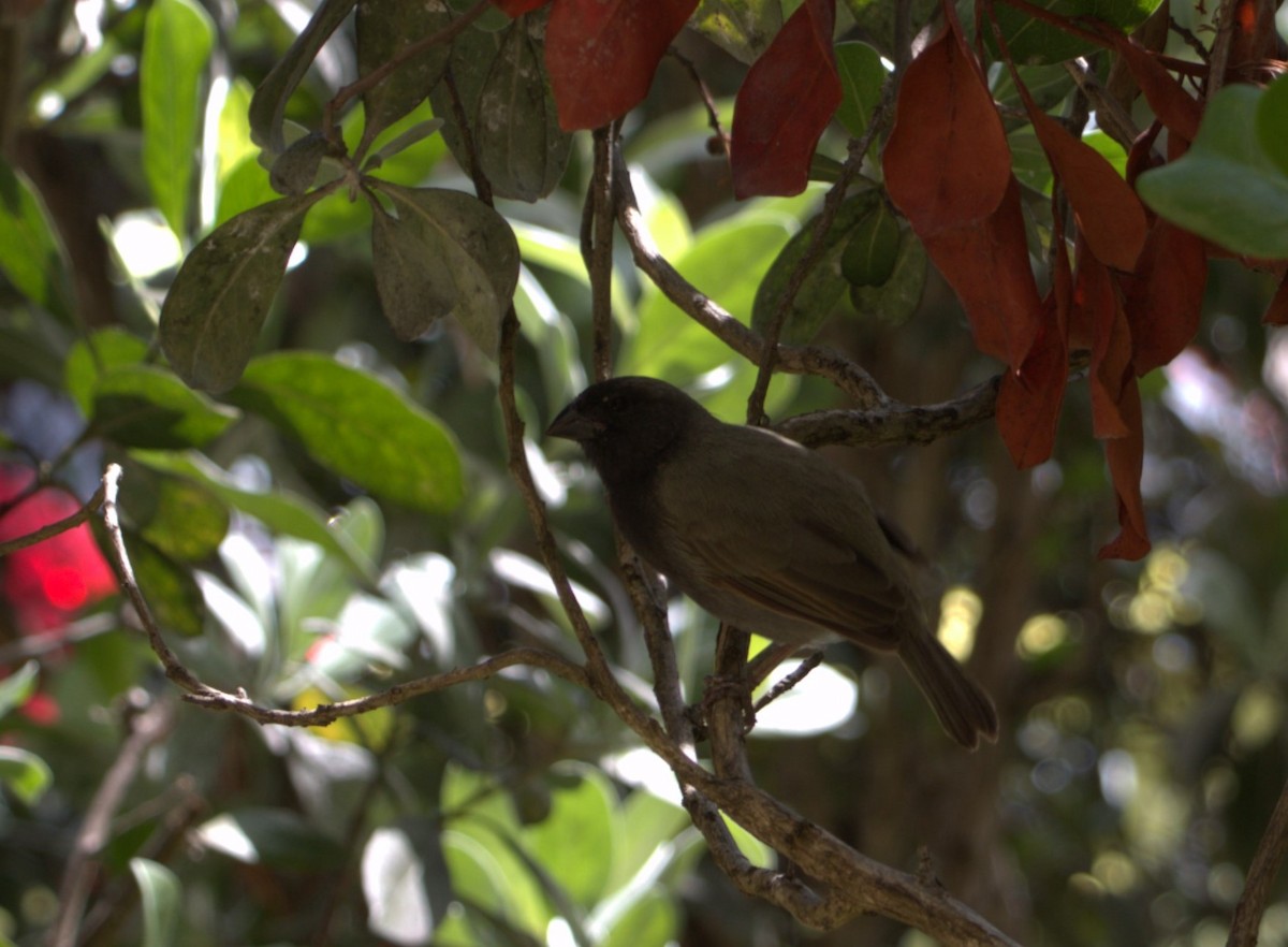 Black-faced Grassquit - ML611021537