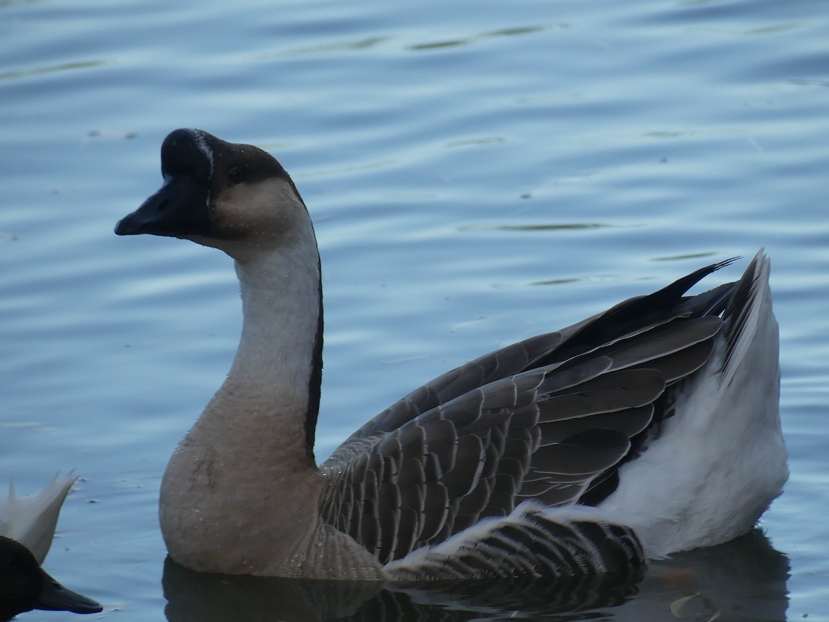 Domestic goose sp. (Domestic type) - ML611021542