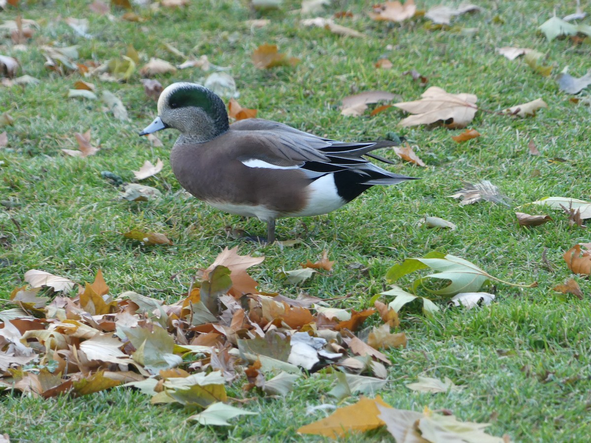 Canard d'Amérique - ML611021559