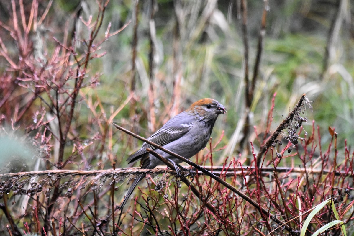 Pine Grosbeak - ML611021561