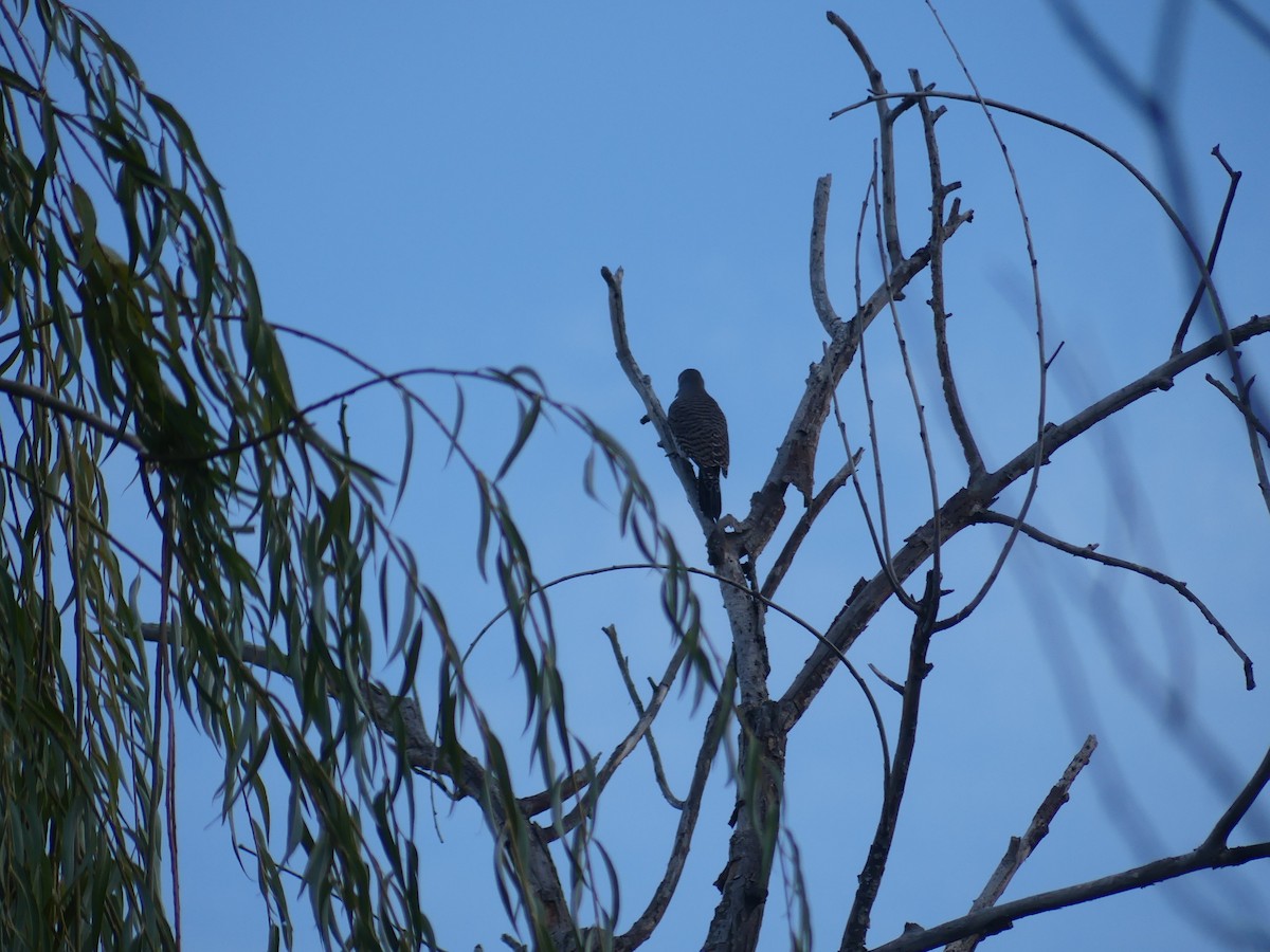 Northern Flicker - ML611021571