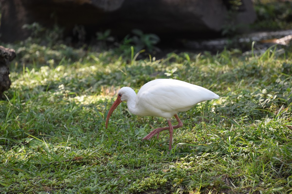 ibis bílý - ML611021585